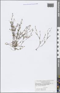 Arenaria serpyllifolia L., Eastern Europe, Middle Volga region (E8) (Russia)
