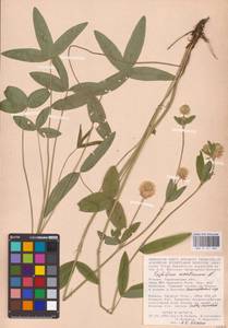 Trifolium montanum L., Eastern Europe, Lower Volga region (E9) (Russia)