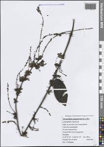 Pleurolobus gangeticus (L.) J.St.-Hil. ex H.Ohashi & K.Ohashi, South Asia, South Asia (Asia outside ex-Soviet states and Mongolia) (ASIA) (Vietnam)