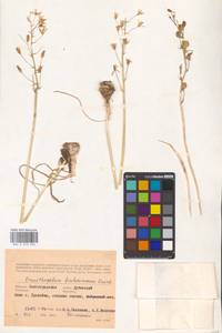 Ornithogalum fischerianum Krasch., Eastern Europe, Lower Volga region (E9) (Russia)