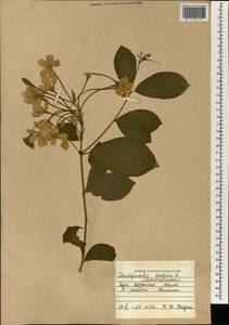 Combretum indicum (L.) C. C. H. Jongkind, Africa (AFR) (Mali)