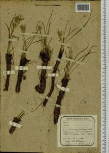 Takhtajaniantha austriaca (Willd.) Zaika, Sukhor. & N. Kilian, Siberia, Baikal & Transbaikal region (S4) (Russia)