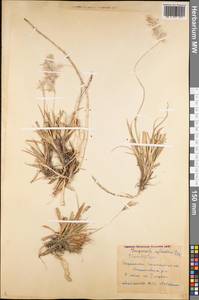 Imperata cylindrica (L.) Raeusch., Middle Asia, Pamir & Pamiro-Alai (M2) (Tajikistan)