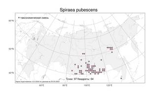 Spiraea ouensanensis H. Lév., Atlas of the Russian Flora (FLORUS) (Russia)