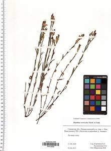 Dianthus chinensis L., Eastern Europe, Middle Volga region (E8) (Russia)