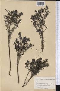Pilea micromeriifolia Britton & P. Wilson, America (AMER) (Cuba)