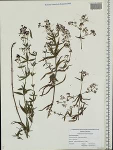 Galium rubioides L., Eastern Europe, Central forest region (E5) (Russia)