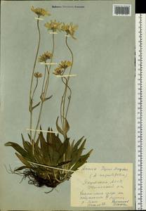 Arnica angustifolia subsp. iljinii (Maguire) I. K. Ferguson, Siberia, Yakutia (S5) (Russia)