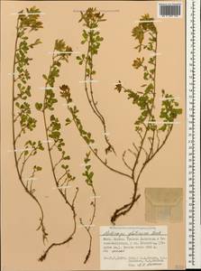 Medicago sativa subsp. glomerata (Balb.) Rouy, Caucasus, Dagestan (K2) (Russia)