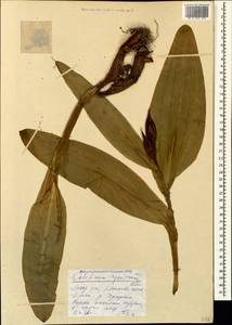 Colchicum speciosum Steven, Caucasus, Black Sea Shore (from Novorossiysk to Adler) (K3) (Russia)