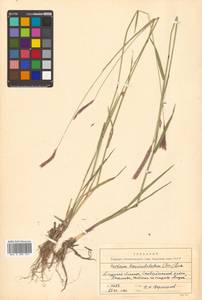 Hordeum brevisubulatum (Trin.) Link, Siberia, Russian Far East (S6) (Russia)