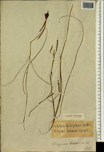 Moraea bituminosa (L.f.) Ker Gawl., Africa (AFR) (South Africa)