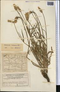 Pseudopodospermum pubescens (DC.) Zaika, Sukhor. & N. Kilian, Middle Asia, Western Tian Shan & Karatau (M3) (Kazakhstan)