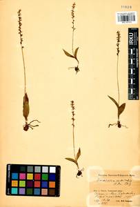 Herminium monorchis (L.) R.Br., Siberia, Baikal & Transbaikal region (S4) (Russia)