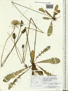 Hypochaeris radicata L., Eastern Europe, North-Western region (E2) (Russia)