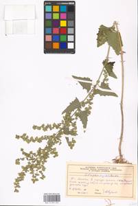 Atriplex sagittata Borkh., Eastern Europe, Moscow region (E4a) (Russia)