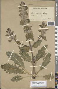 Phlomoides subspicata (Popov) Adylov, Kamelin & Makhm., Middle Asia, Karakum (M6) (Turkmenistan)