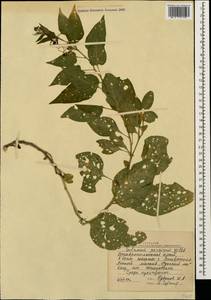 Solanum dulcamara L., Caucasus, Stavropol Krai, Karachay-Cherkessia & Kabardino-Balkaria (K1b) (Russia)