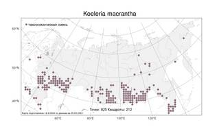 Koeleria macrantha (Ledeb.) Schult., Atlas of the Russian Flora (FLORUS) (Russia)