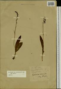 Herminium monorchis (L.) R.Br., Siberia, Russian Far East (S6) (Russia)