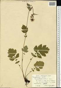 Geum × intermedium Ehrh., Eastern Europe, Middle Volga region (E8) (Russia)