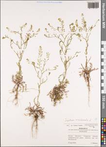 Lepidium ruderale L., Eastern Europe, Middle Volga region (E8) (Russia)