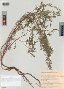 Artemisia gmelinii Weber ex Stechm., Siberia, Altai & Sayany Mountains (S2) (Russia)