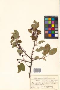 Malus mandshurica (Maxim.) Kom., Siberia, Russian Far East (S6) (Russia)