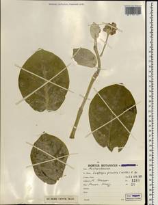Calotropis procera (Ait.) Ait. fil., South Asia, South Asia (Asia outside ex-Soviet states and Mongolia) (ASIA) (Iran)
