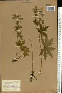Geranium sylvaticum L., Eastern Europe, Moscow region (E4a) (Russia)