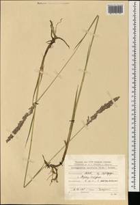 Arctagrostis latifolia (R.Br.) Griseb., Mongolia (MONG) (Mongolia)