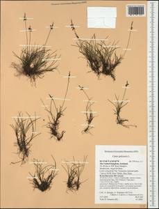 Carex pulicaris L., Western Europe (EUR) (United Kingdom)
