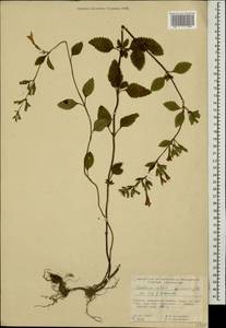 Clinopodium grandiflorum subsp. grandiflorum, Caucasus, Georgia (K4) (Georgia)