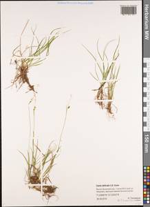 Carex delicata C.B.Clarke, Siberia, Yakutia (S5) (Russia)
