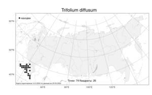 Trifolium diffusum Ehrh., Atlas of the Russian Flora (FLORUS) (Russia)