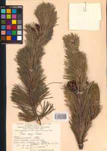 Pinus mugo Turra, Eastern Europe, West Ukrainian region (E13) (Ukraine)