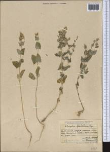 Atriplex flabellum Bunge ex Boiss., Middle Asia, Muyunkumy, Balkhash & Betpak-Dala (M9) (Kazakhstan)