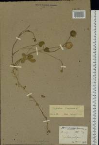 Trifolium fragiferum L., Eastern Europe, North Ukrainian region (E11) (Ukraine)