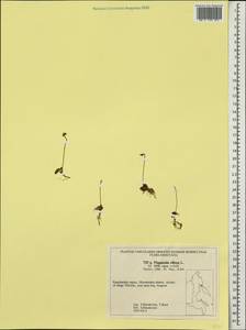 Pinguicula villosa L., Siberia, Chukotka & Kamchatka (S7) (Russia)