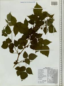 Rubus sachalinensis H. Lév., Siberia, Chukotka & Kamchatka (S7) (Russia)