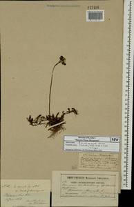 Pilosella lactucella subsp. lactucella, Eastern Europe, Moscow region (E4a) (Russia)