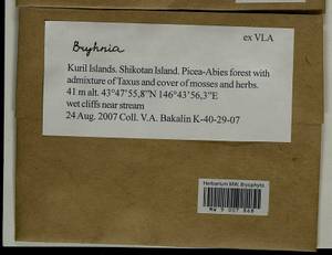 Bryhnia, Bryophytes, Bryophytes - Russian Far East (excl. Chukotka & Kamchatka) (B20) (Russia)