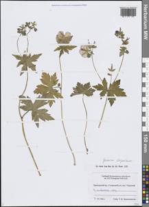 Geranium platyanthum Duthie, Siberia, Russian Far East (S6) (Russia)