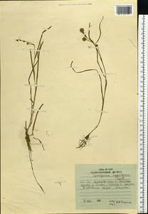 Sparganium hyperboreum Laest. ex Beurl., Siberia, Russian Far East (S6) (Russia)