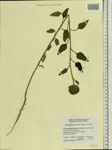 Helianthus annuus L., Eastern Europe, Lower Volga region (E9) (Russia)