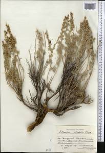 Artemisia rutifolia Steph. ex Spreng., Middle Asia, Dzungarian Alatau & Tarbagatai (M5) (Kazakhstan)