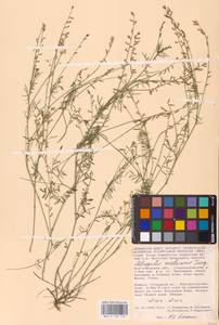 Astragalus austriacus Jacq., Eastern Europe, Lower Volga region (E9) (Russia)