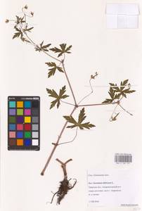 Geranium sibiricum L., Eastern Europe, North-Western region (E2) (Russia)