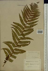 Dryopteris filix-mas (L.) Schott, Eastern Europe, South Ukrainian region (E12) (Ukraine)