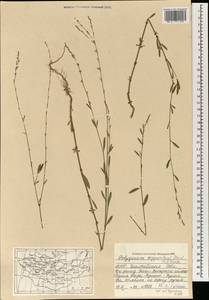 Polygonum argyrocoleum Steud. ex Kunze, Mongolia (MONG) (Mongolia)